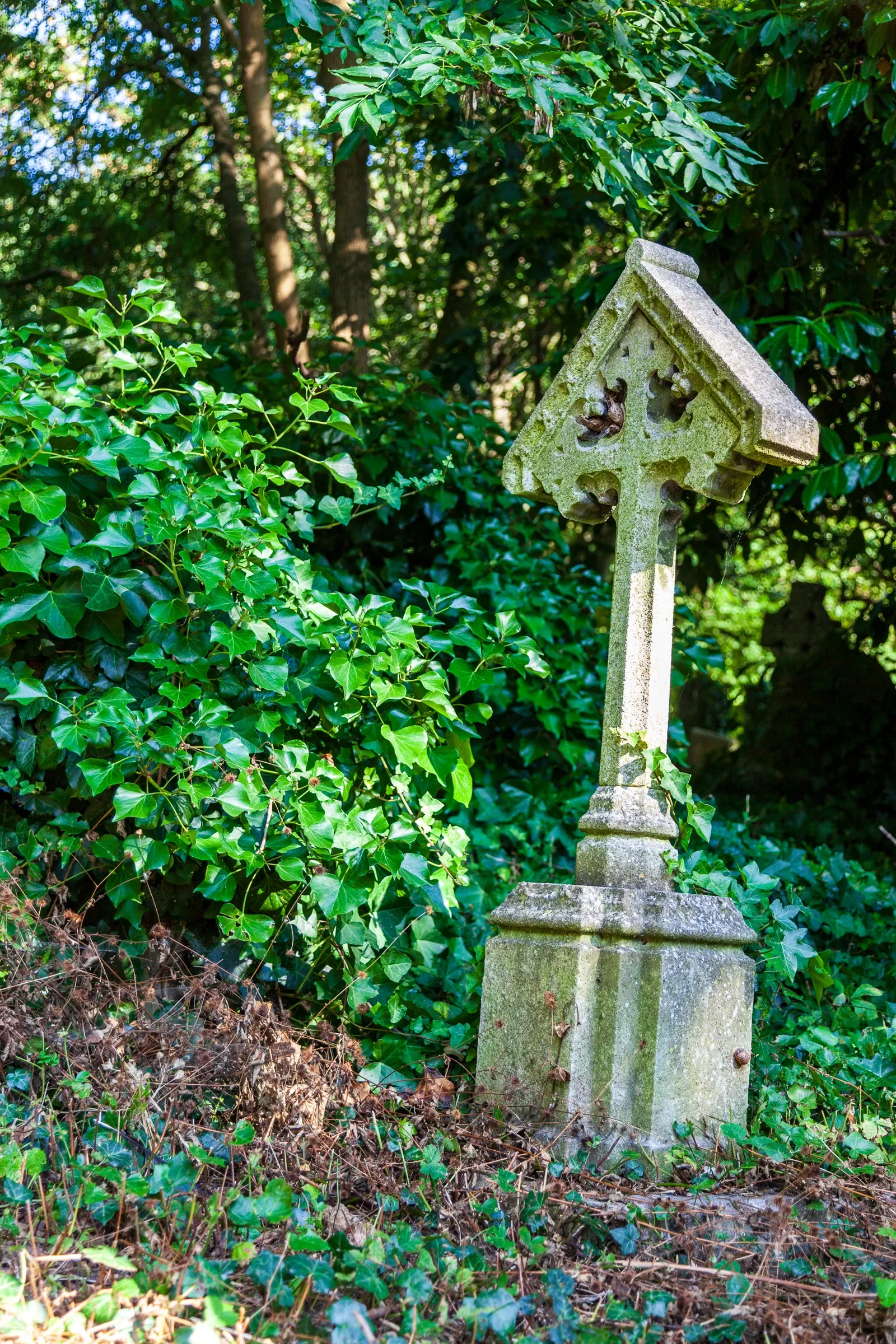 A weathered stone Celtic cross headstone half-swallowed by ivy and shade in a churchyard, a snail on the base