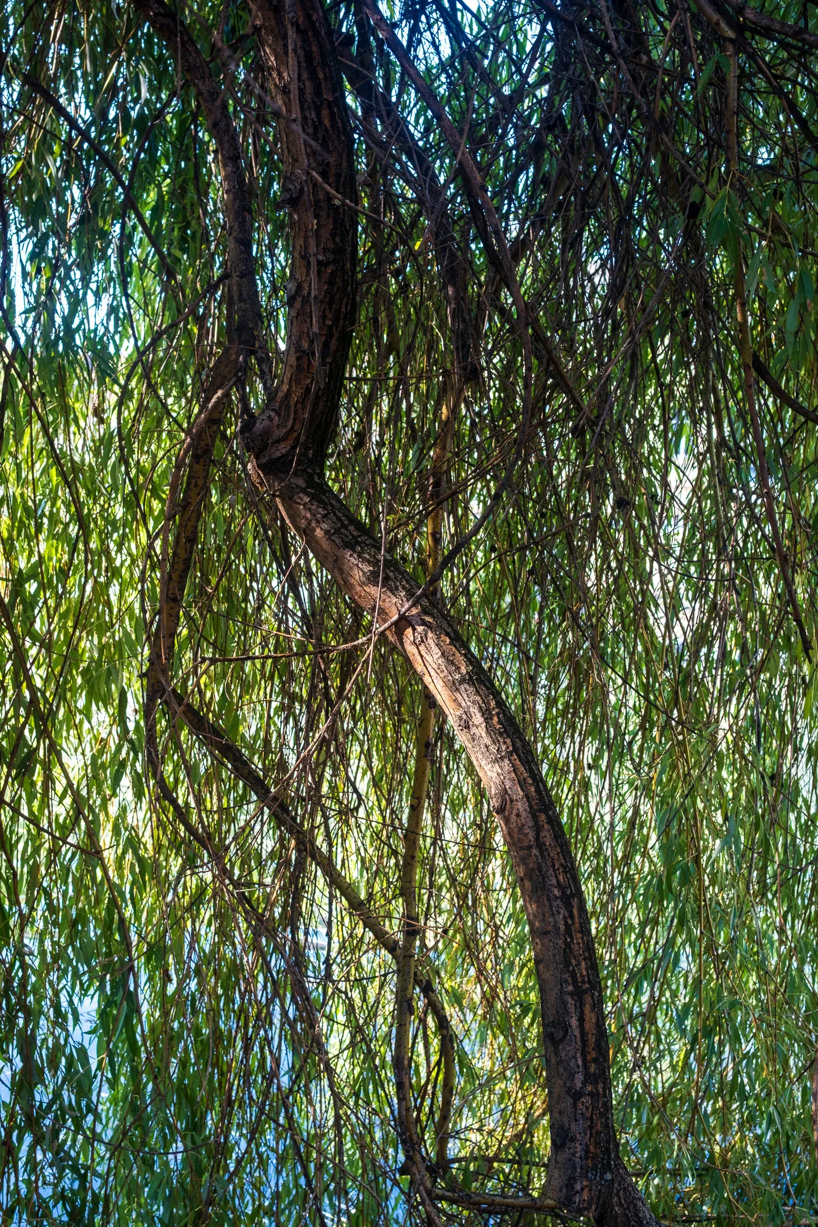 Backlit branches and trunk of a weeping willow.