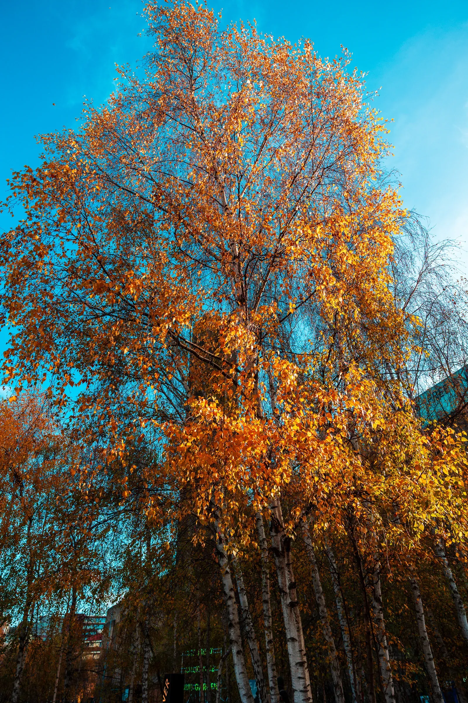 Birch trees in full autumn color — orange and golden leaves against an electric blue sky, a glass building glimpsed behind