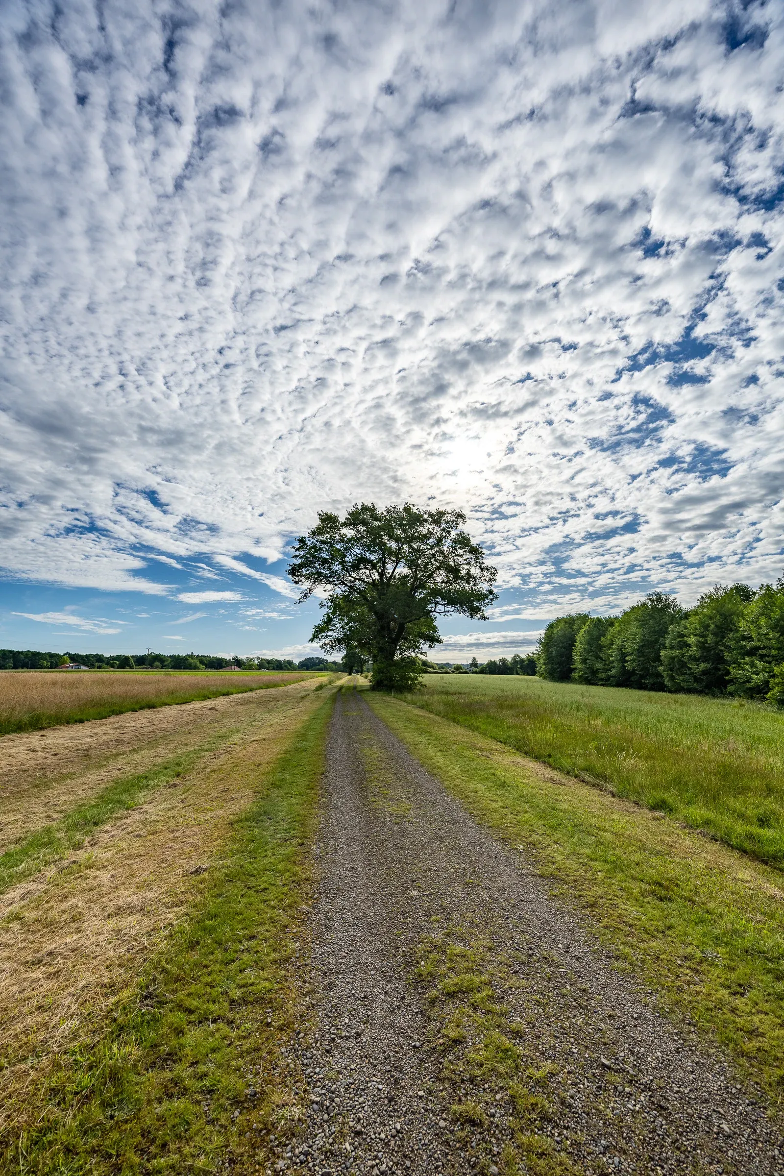 Gravel track running straight between fields toward a lone tree under a mackerel cloud sky, Landes