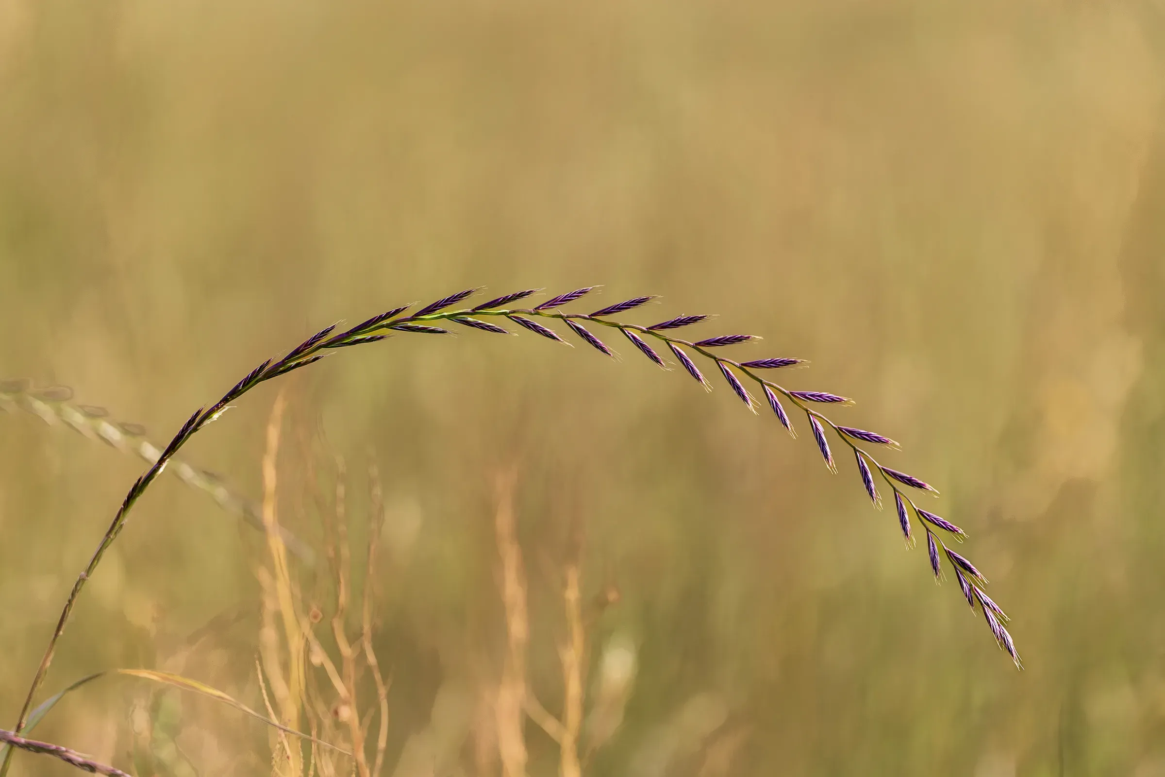 Single purple grass seed head bowing against a warm amber bokeh background