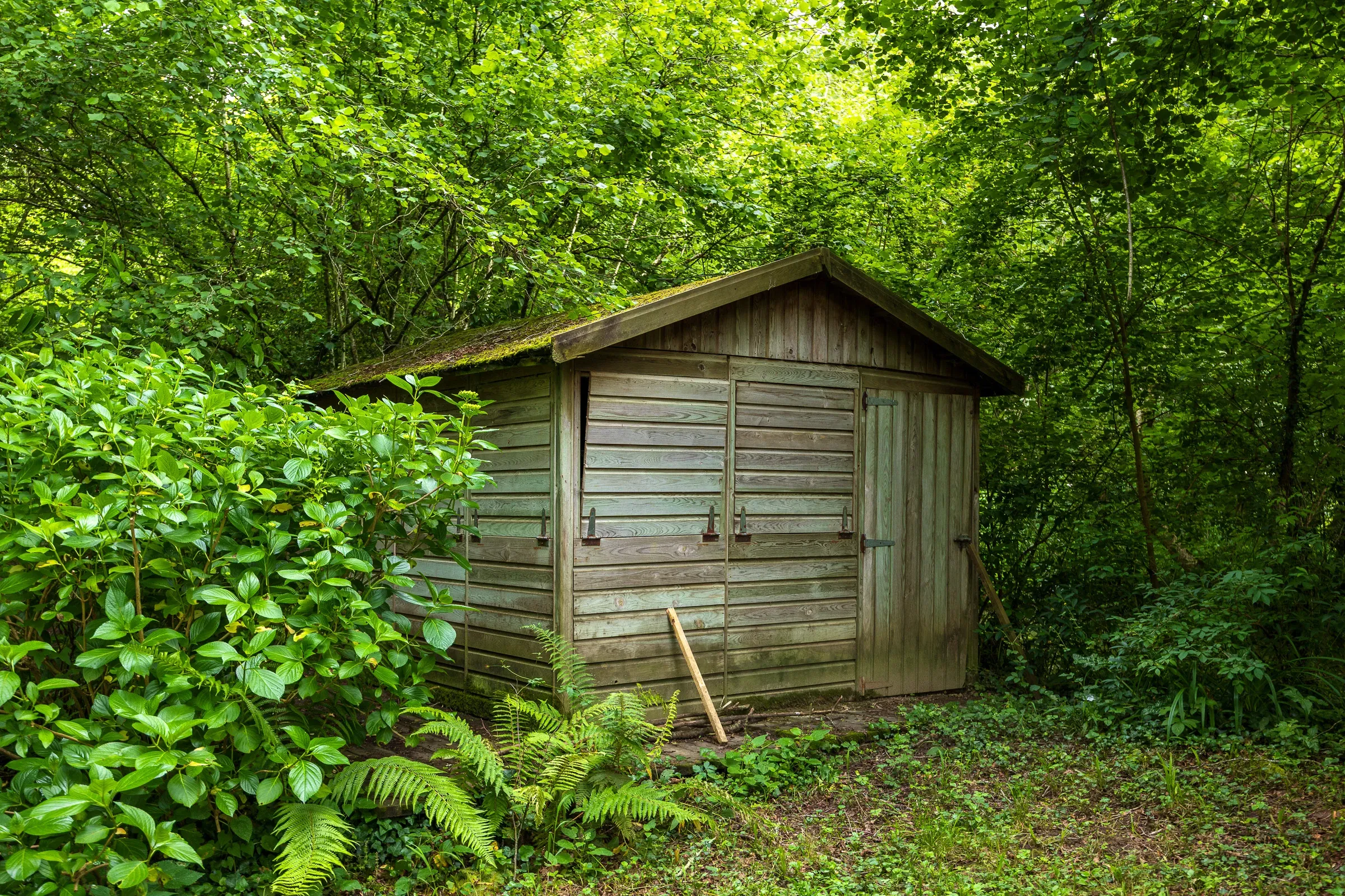 Weathered wooden shed with a mossy roof almost swallowed by forest and ferns