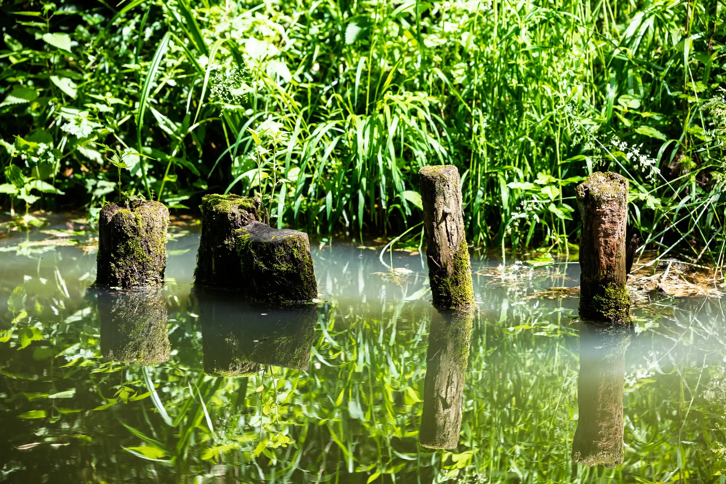 Three moss-covered wooden stumps rising from still green water, reflected perfectly, with rushes behind