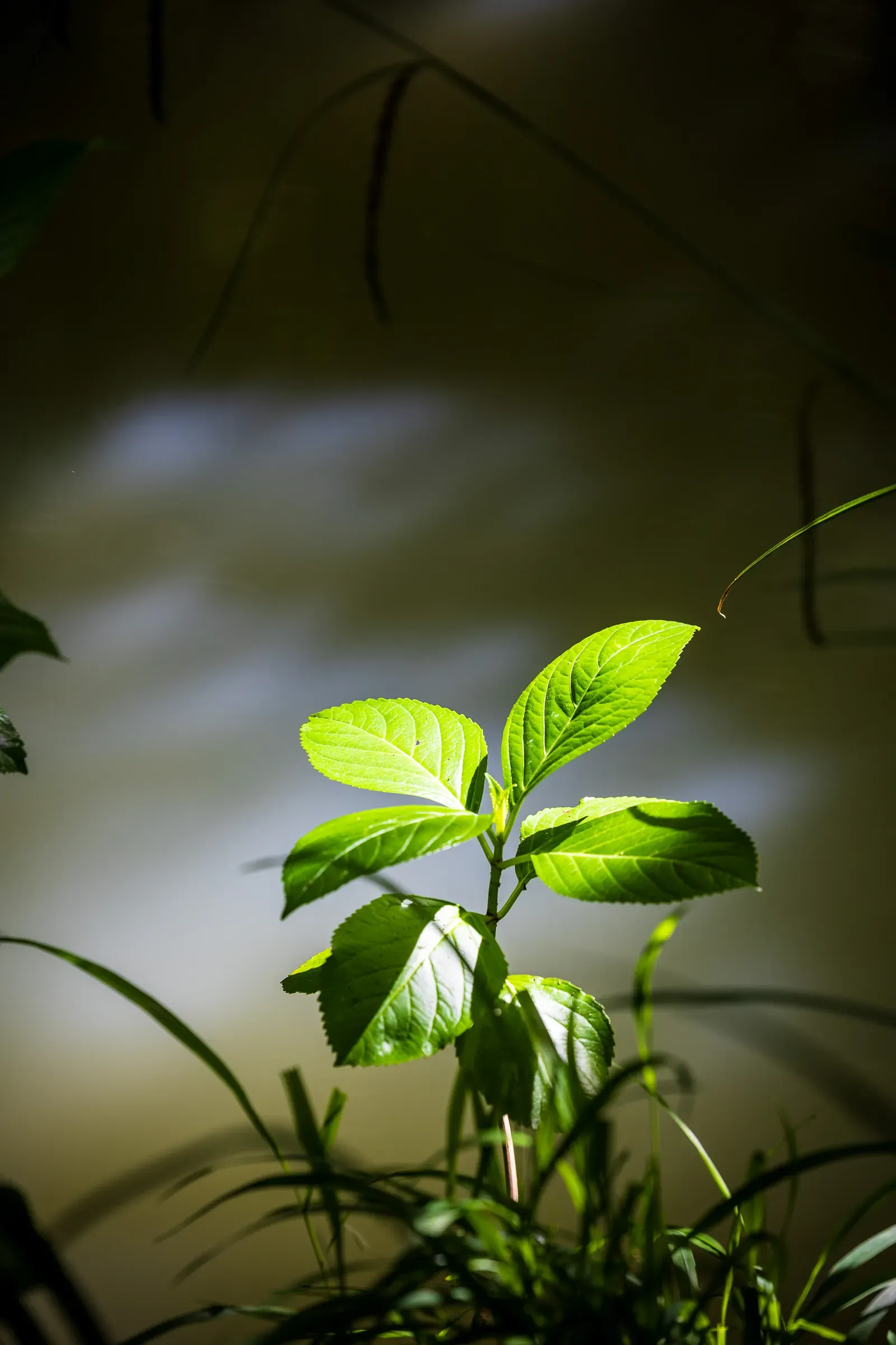 Young plant with bright backlit green leaves against a blurred grey-green water background