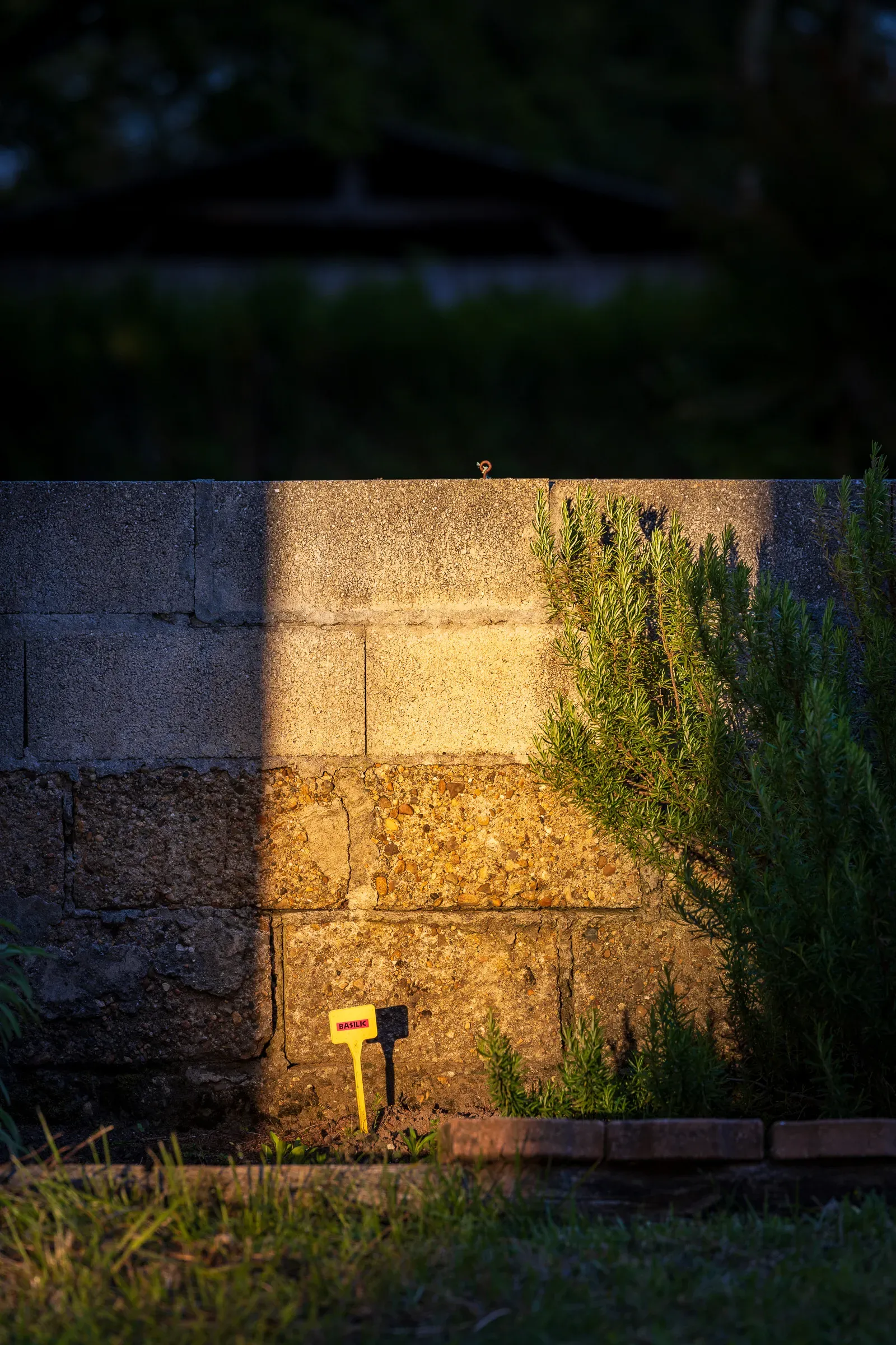 Stone wall lit by raking golden evening light with rosemary growing at its base and a yellow garden marker
