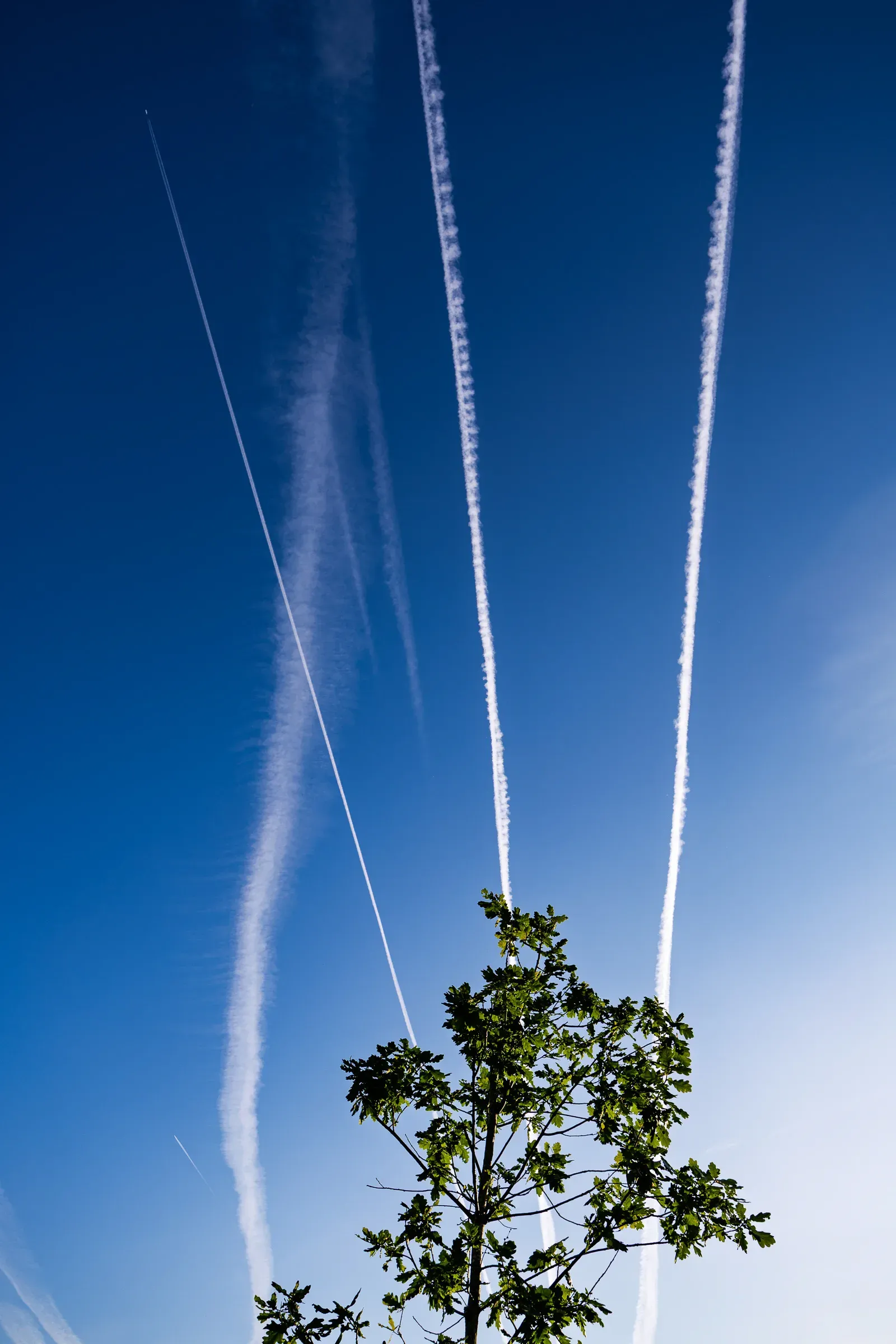 Treetop against a deep blue sky crossed by multiple diverging contrails