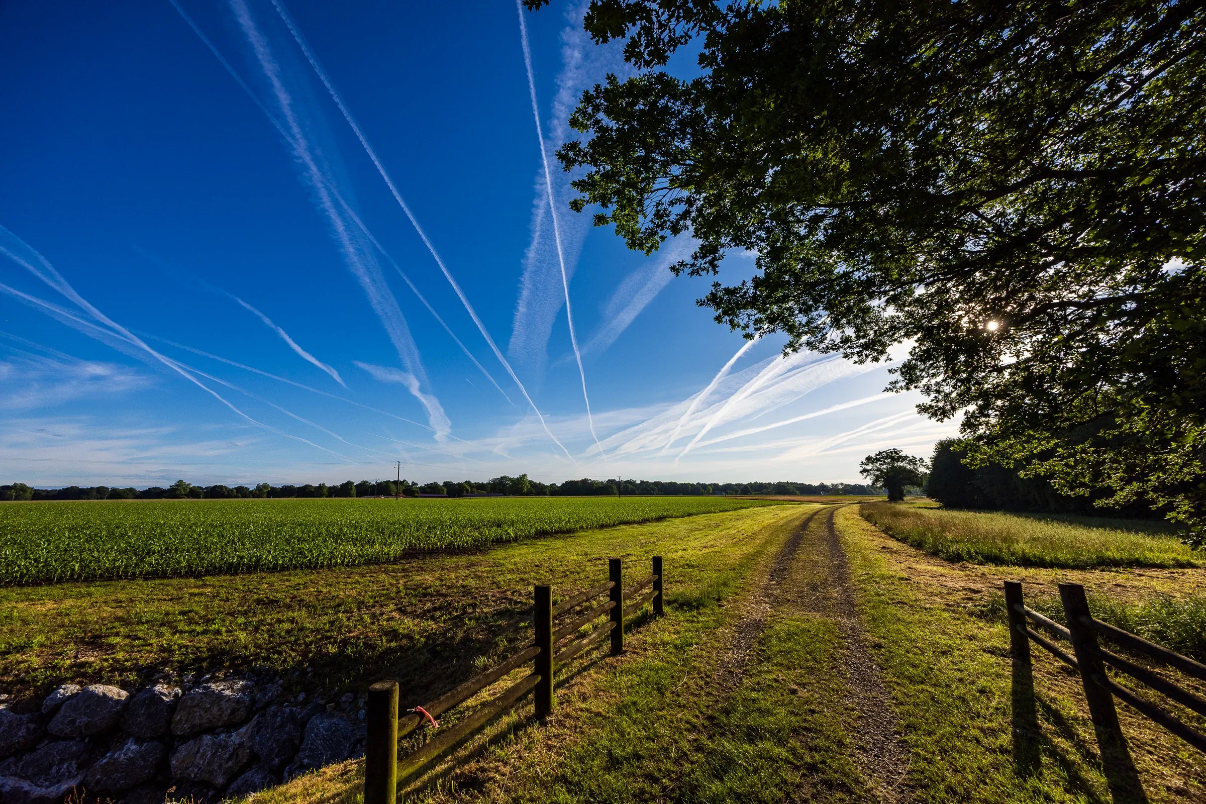 Fenced countryside track beside a corn field, contrails fanning across a deep blue sky, sun filtering through an oak