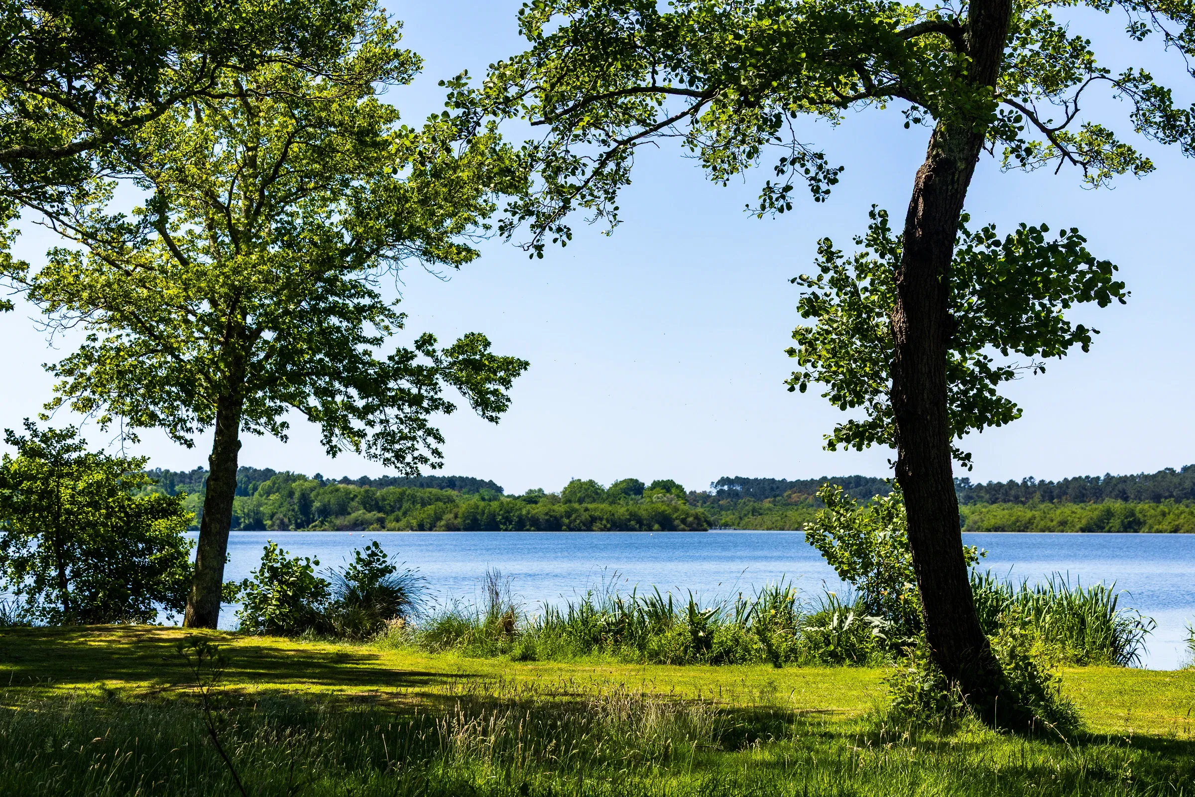 Two oak trees framing a calm lake on a clear summer day, pine forest on the far shore